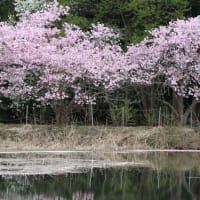 今月の雑草倶楽部（２０２５年０４月）