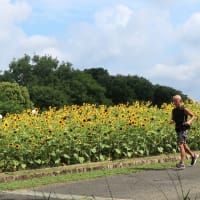 しんどい真夏のジョギング中に力をくれるヒマワリ　sunflowers give me energy during too hot hard jogging