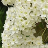 花　アジサイ