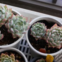 花もいらぬ子も要らぬ
