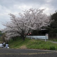 やはり春は桜だ