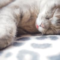 レム睡眠中に痙攣する猫