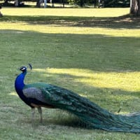 モネの庭、バガテル公園＊孔雀に会わないと帰れない＊