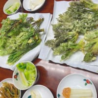 タラノメ、コシアブラ、ウド、ウルイ、山菜の天ぷらのみの夕食で満足満腹。