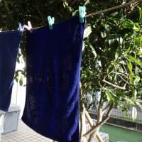 CARL君の 朝のルーティン（routine）