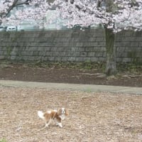 2010年・さくら・・・