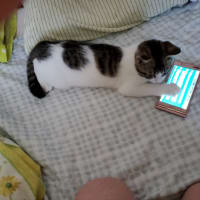 にゃんニャンにゃんの日🩷