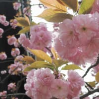 四月の八重桜