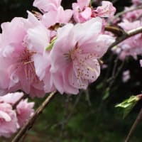 	桃源郷ーシダレ桃の里（2）