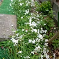 春爛漫　その１