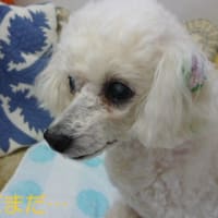 梅雨はどこに？ (・_・)......今日は猛暑日～ 蒟蒻ゼリーを買ってきた＾＾