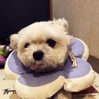 夏の様に暑くなってまいりました。