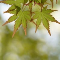 モミジ新緑