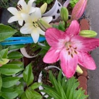 八十回目の夏至