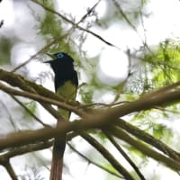 今日のサンコウチョウ