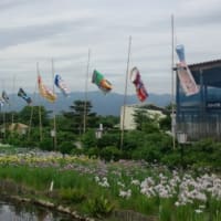 第18回こいのぼり大作戦