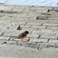絶滅危惧種⁇