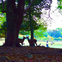初夏の頃、春日大社