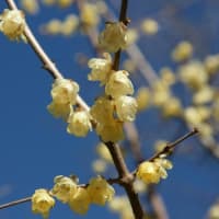 寒いけれど１歳のがーちゃんを連れて薬師池に散歩に行きました