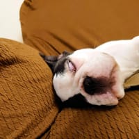 ネムネムの日
