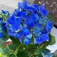 6月になりました　もう今年の半分の月ですね