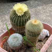 縁起物①