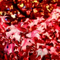 紅葉