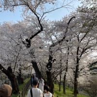 山形市霞城公園の桜です