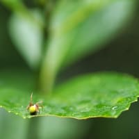 雨の季節には・・・・