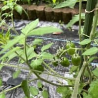 ミニトマトの実