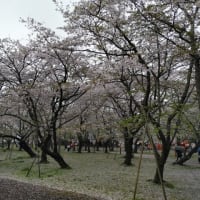臼杵城址公園の桜２