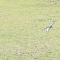 貨物船の代わりに鳥たちと会いました