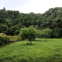 わが家の果樹園、ビワを収穫しました。