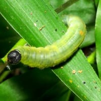 コチャバネセセリ　幼虫