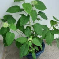 紫陽花