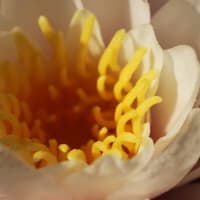 睡蓮の花咲いた