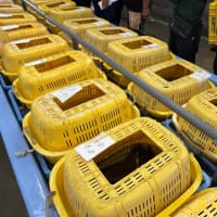 明日は休みだっ！