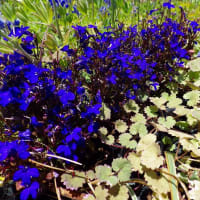 草花