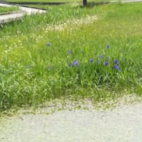 モネ風の池