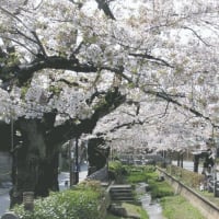 世田谷吞川の桜はもう散りだした。