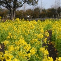 和泉リサイクル環境公園（２０２５年３月８日）