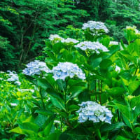 古湯山なか紫陽花の道　～佐賀市富士町の古湯温泉～　　2025/6/21