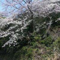 島の釣りやら桜やら