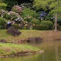 可睡ゆり園で紫陽花②