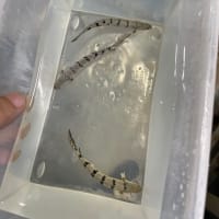 もう安くなった？