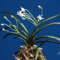 富貴蘭「美　鈴」の花(過去の画像倉庫から)