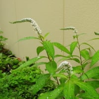 白い尾っぽのオカトラノオの花