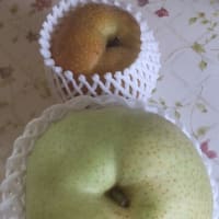 今年の金賞の梨が埼玉県の彩玉とのこと。
