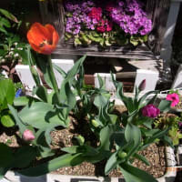 我が家の花達　　2025年4月　　318号