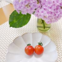 ジャングルミニトマトの収穫　コジピノ君